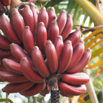 Maroon banana plant seeds for tropical home gardening