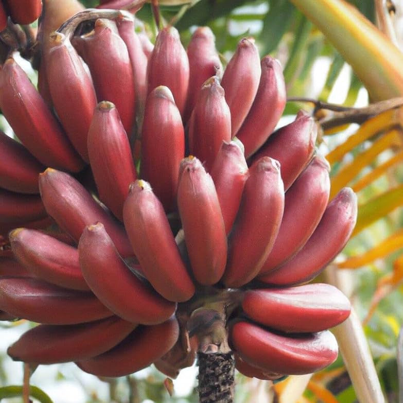 Maroon banana plant seeds for tropical home gardening