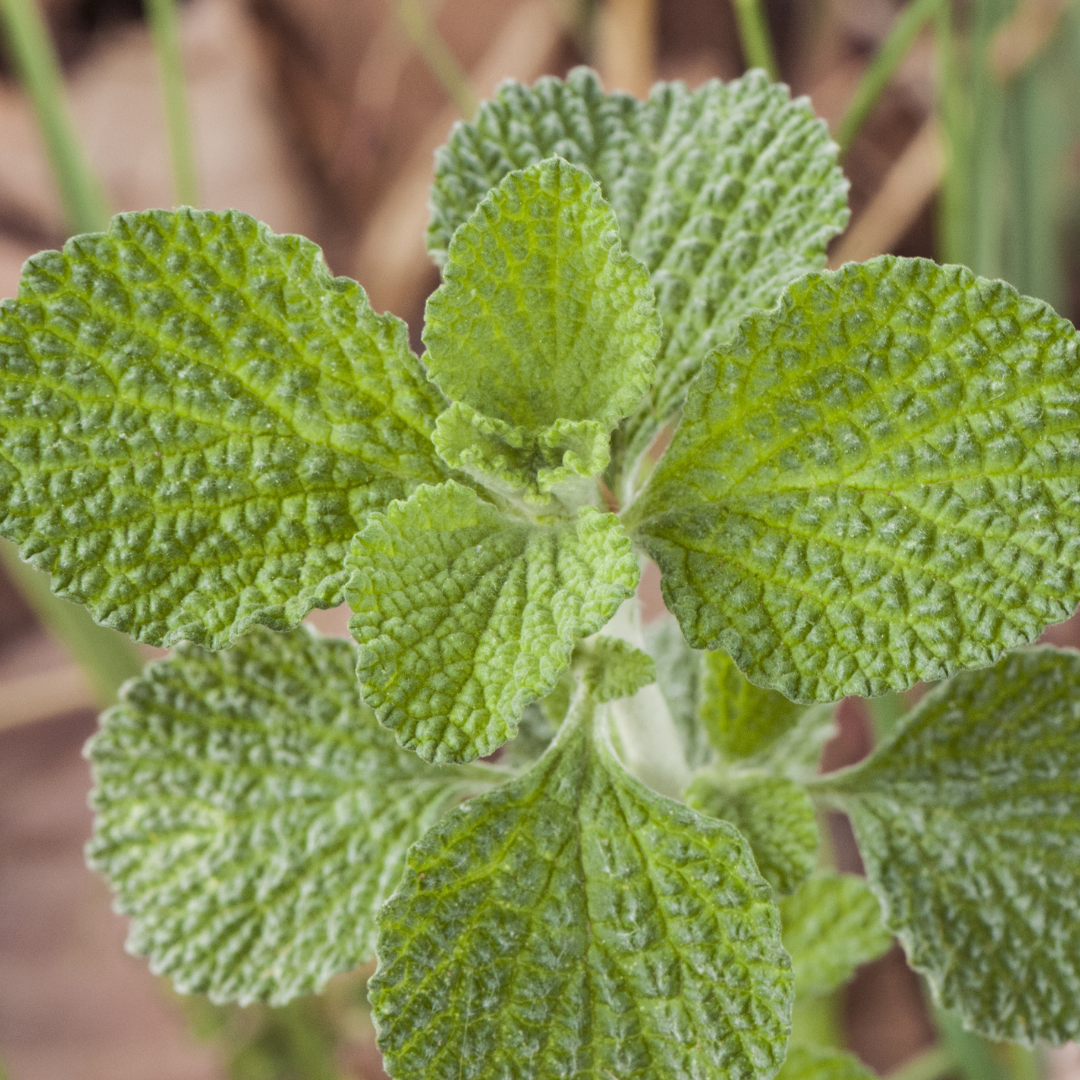 Light Green Marrubium Vulgare Herb Plant Seeds for Planting & Garden Use – Fresh Herb for Your Garden