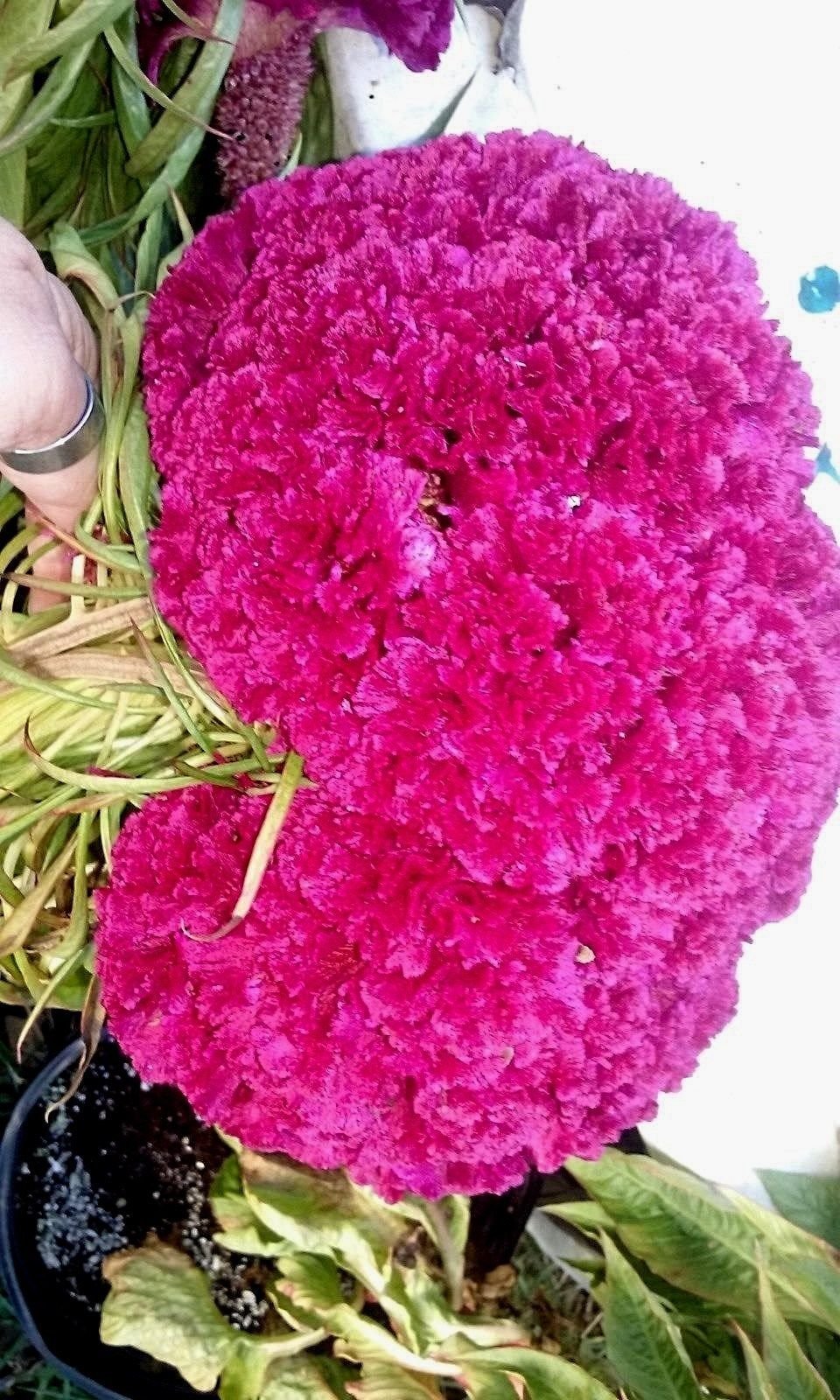 Massive Purple Brain Celosia seeds for 1 - meter tall striking annuals - Dharaseeds