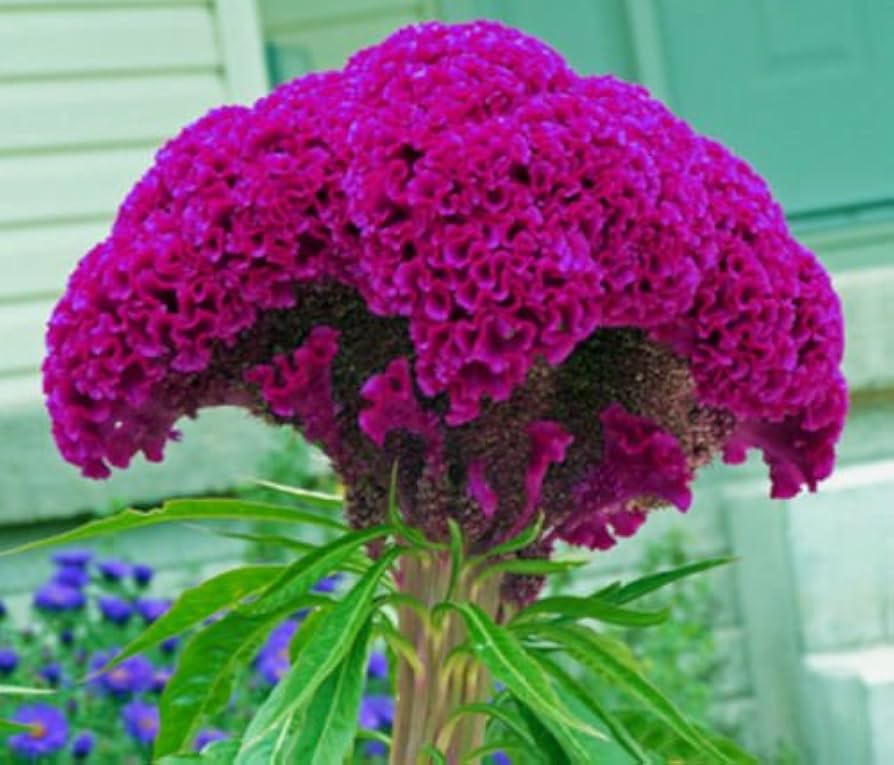 Massive Purple Brain Celosia seeds for 1 - meter tall striking annuals - Dharaseeds