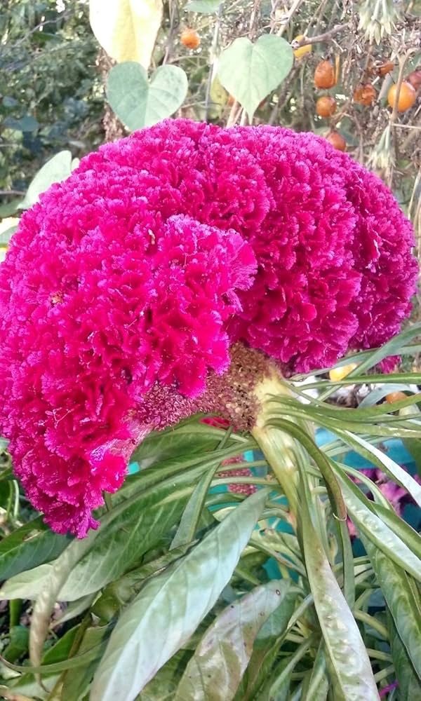 Massive Purple Brain Celosia seeds for 1 - meter tall striking annuals - Dharaseeds