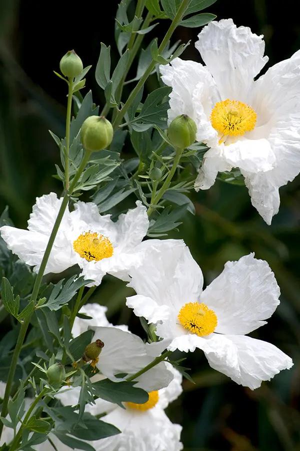 california-native-romneya-poppy-seeds-for-planting

