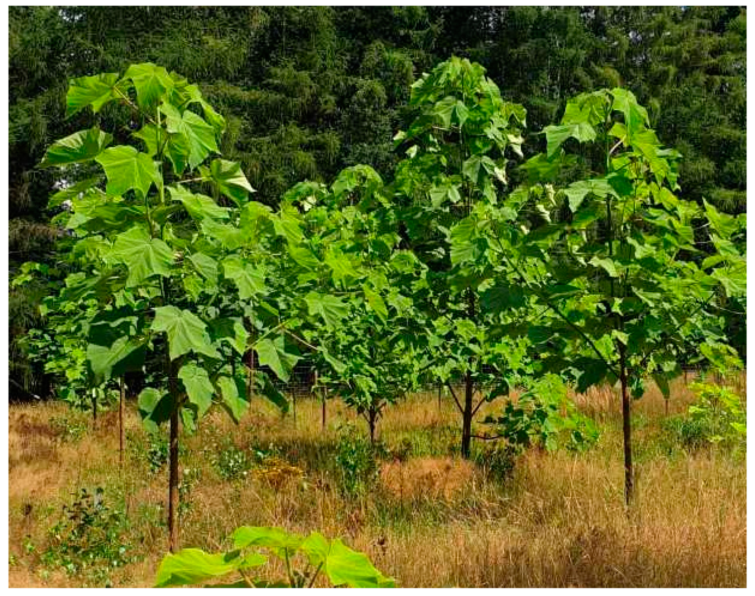 Paulownia catalpifolia