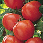 Matina Tomato Seeds – Early Heirloom Tomato with Excellent Flavor - Dharaseeds