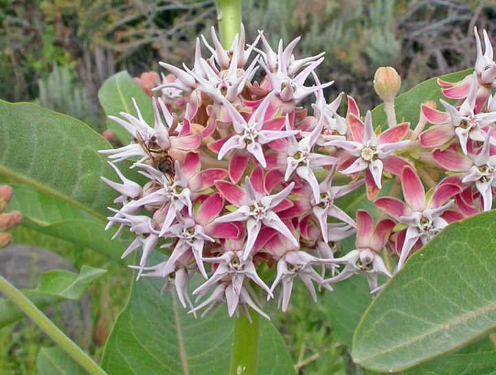 Asclepias Speciosa Flower Seeds for Planting – Fragrant Pollinator-Friendly Garden Blooms