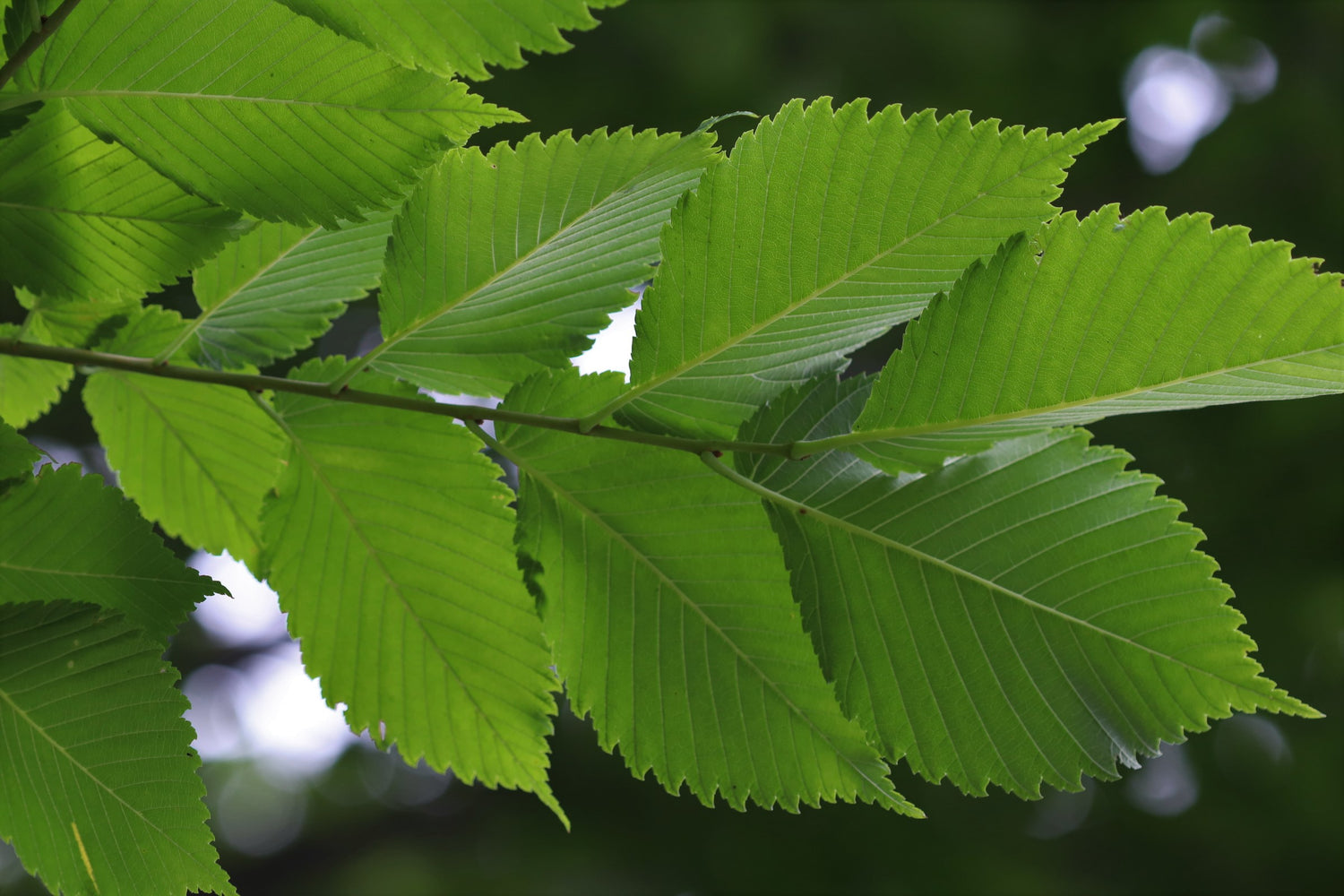 Palm Beach Medicinal Herbs Slippery Elm Tree Seeds