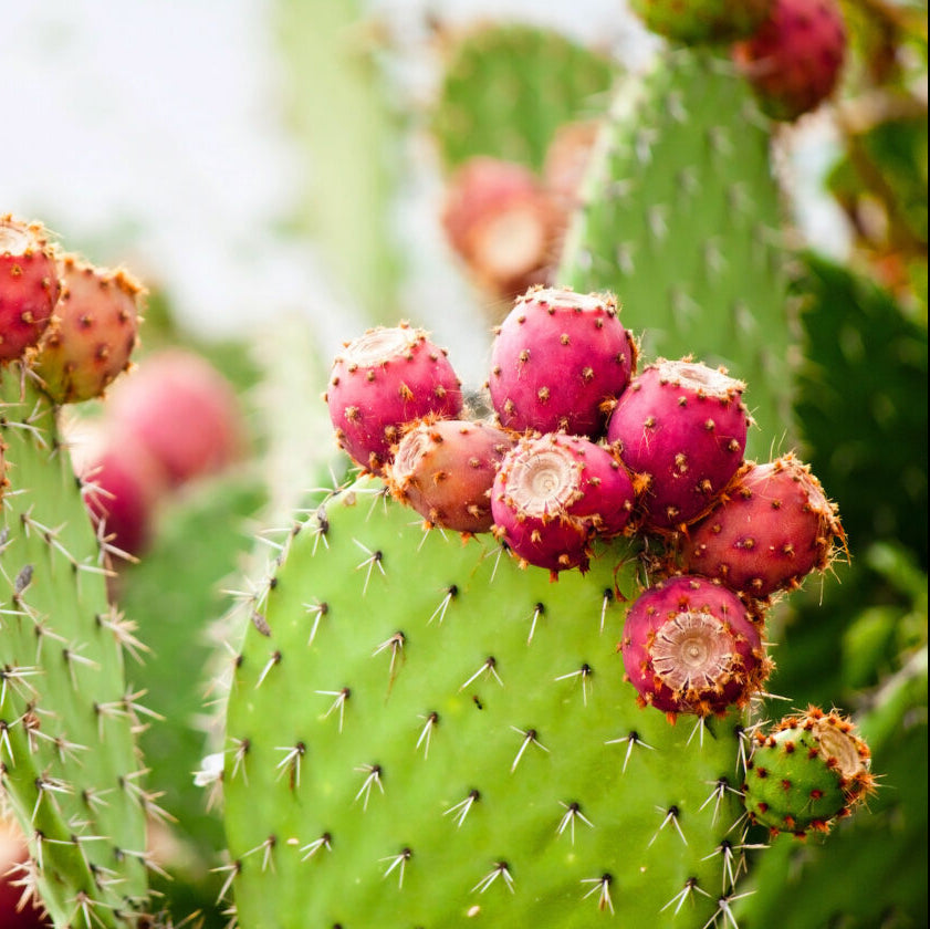 Mature Prickly Pear cactus pads grown from Opuntia ficus-indica seeds