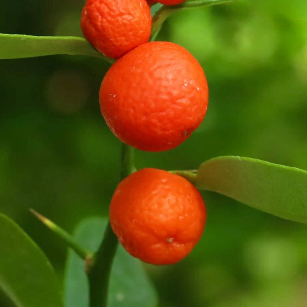 Mature red kumquats produced from heirloom seeds