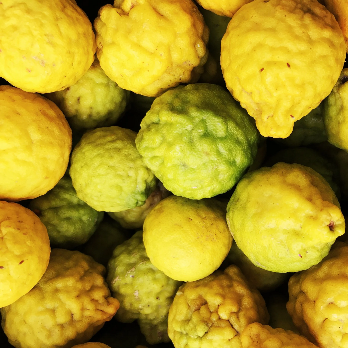 Mature Yellow Bergamot plant blooming in summer garden