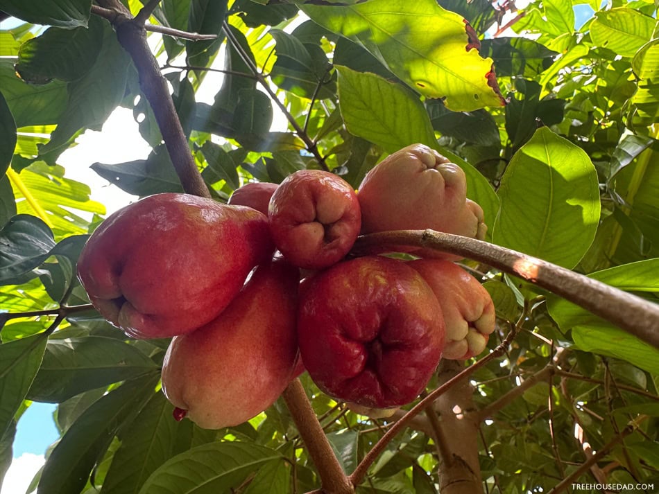 Hawaiian Mountain Apple (Syzygium malaccense)