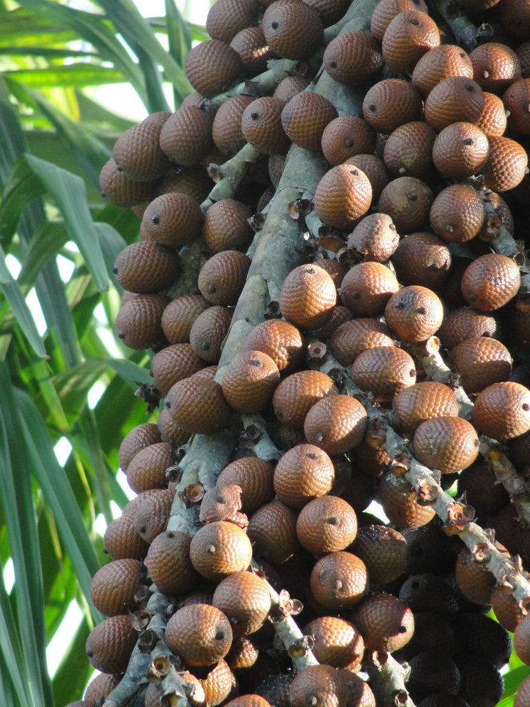 Moriche Palm Fruit (Mauritia flexuosa) Seeds