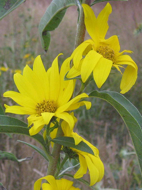 Yellow Maximilian Flower Seeds for Planting, Fresh, 100