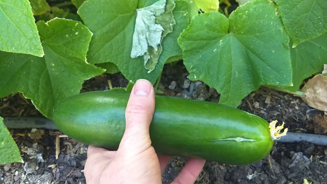 Cucumber Seeds - Diva