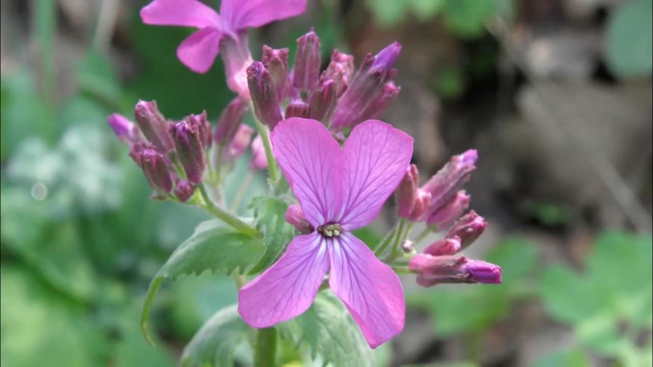 Money Plant Seeds - Lunaria Annua Violet