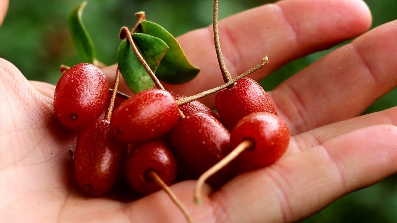 Goumi (Elaeagnus multiflora)