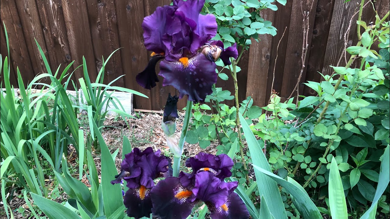 Bearded Iris - Dracula's Kiss