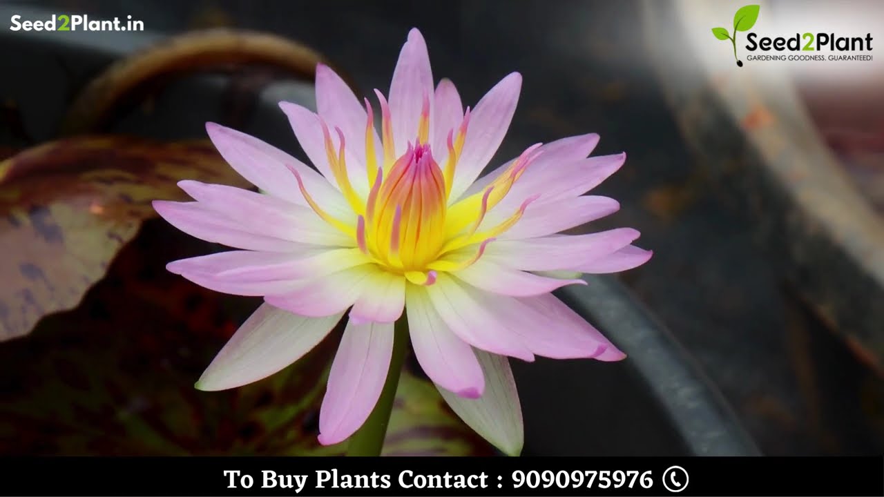 Marshmallow (Tropical Water Lily)