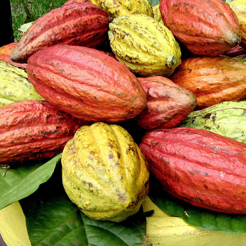 Cacao Tree Seeds (Theobroma cacao)