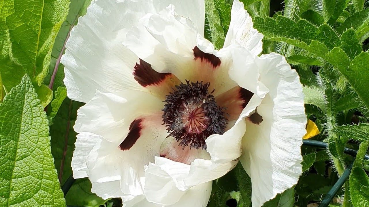 Papaver orientale Roots - Royal Wedding