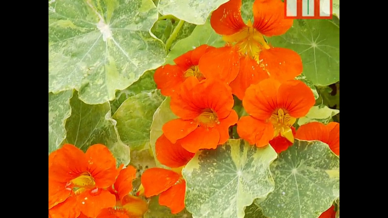 Nasturtium Orange Troika Seeds