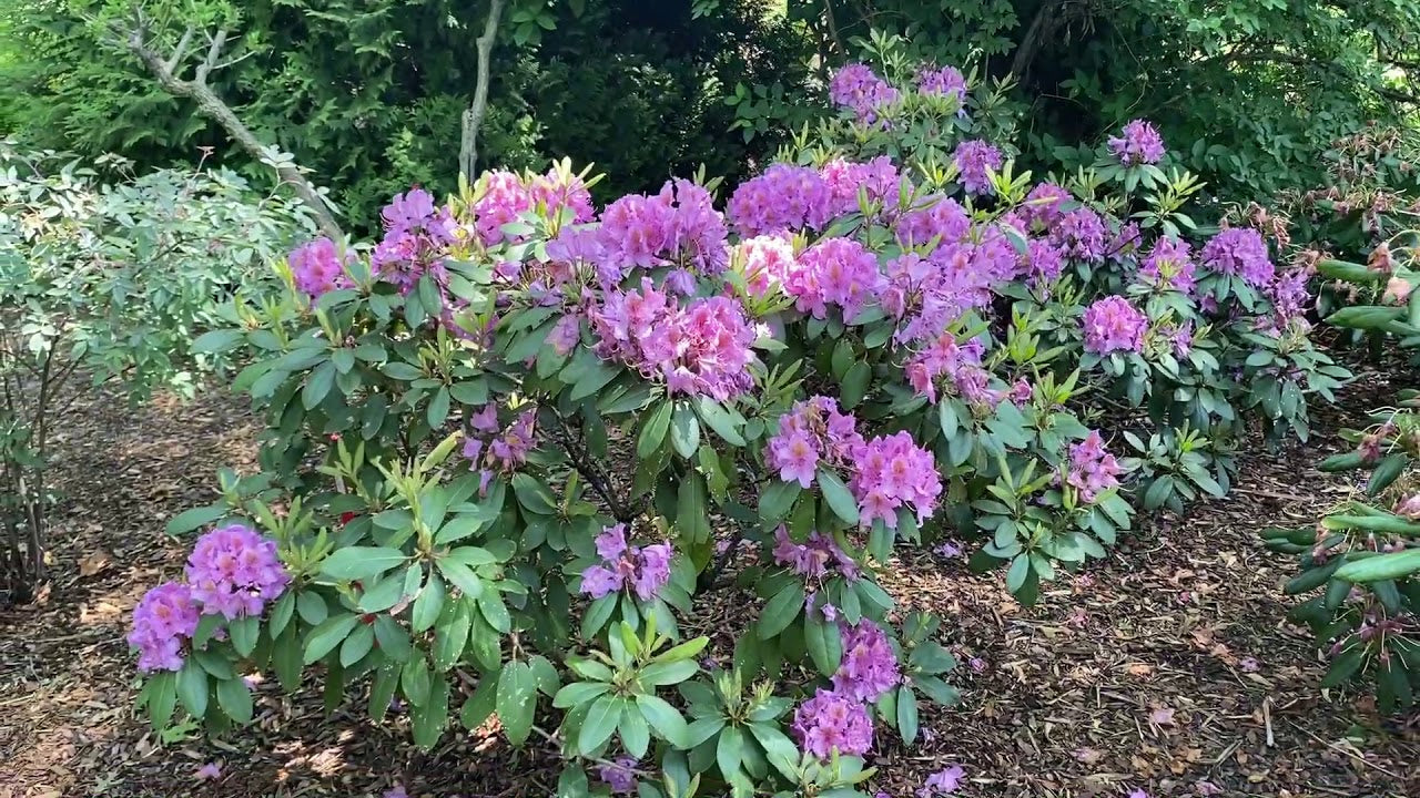 Rhododendron Dandy Purple