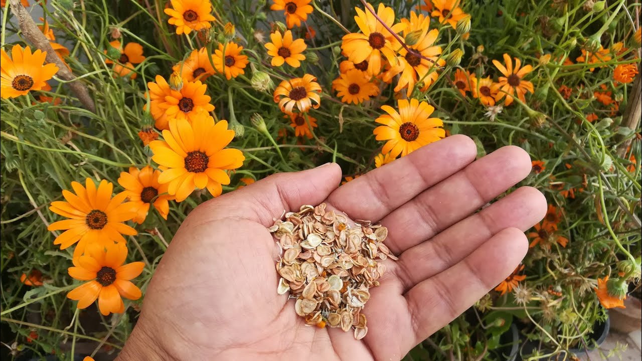 Daisy Seeds (African)