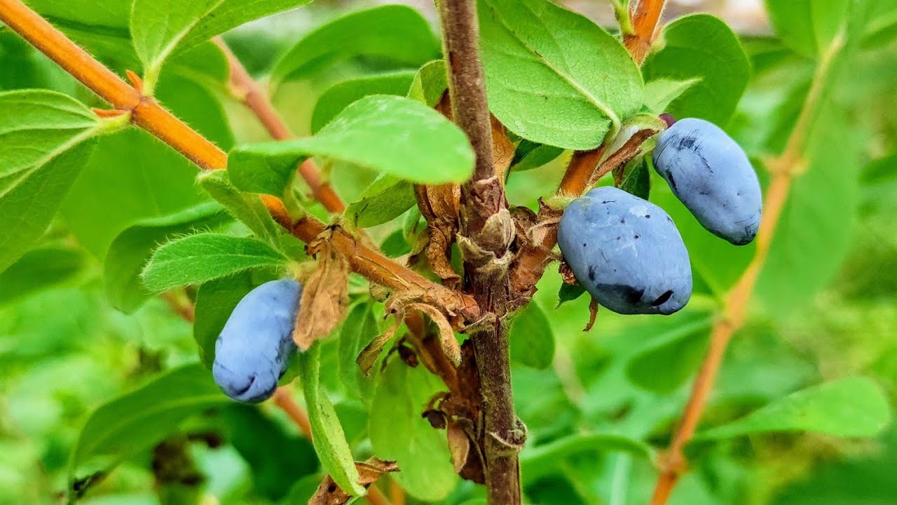 Lonicera Borealis Honeyberry Seeds