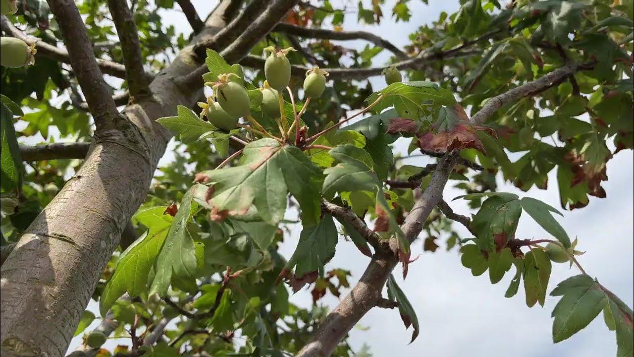 Lebanese Wild Apple (Malus sylvestris)