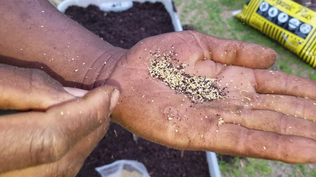 Callaloo Seeds for Planting