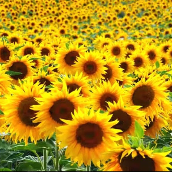 Buzzy Lot Of Grow Kit Sunflower, Carrot, Daisy – Heirloom, Non-GMO