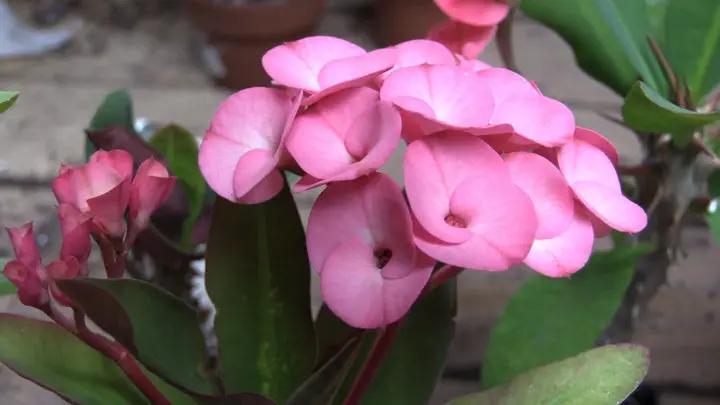 Heirloom Light Pink Euphorbia Milii Flower Seeds for Planting, Non-GMO Dhara Seeds