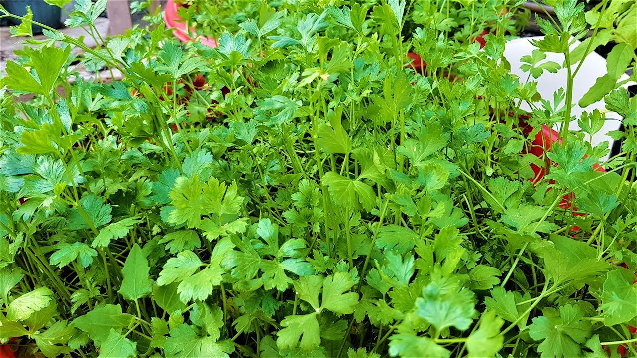 Giant of Italy Parsley Seed