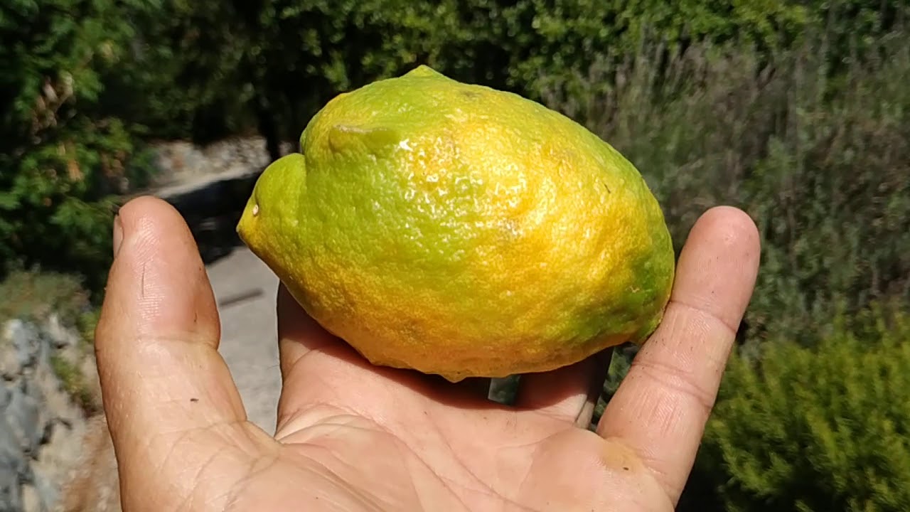 Florentine Citron (Citrus medica)