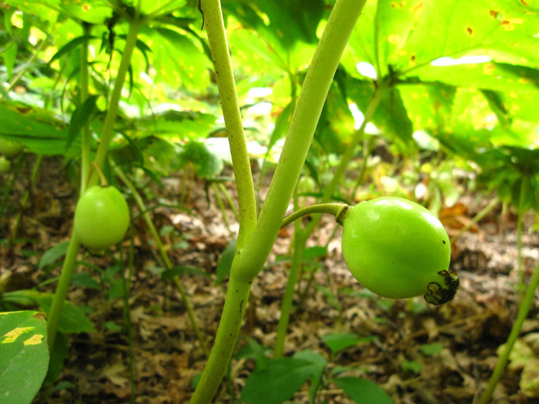 American Mayapple Seeds (Podophyllum peltatum)