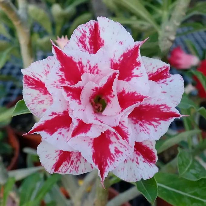 Pink White Adenium Obesum Flower Seeds for Planting - NON GMO Seeds seeds for planting in home garden