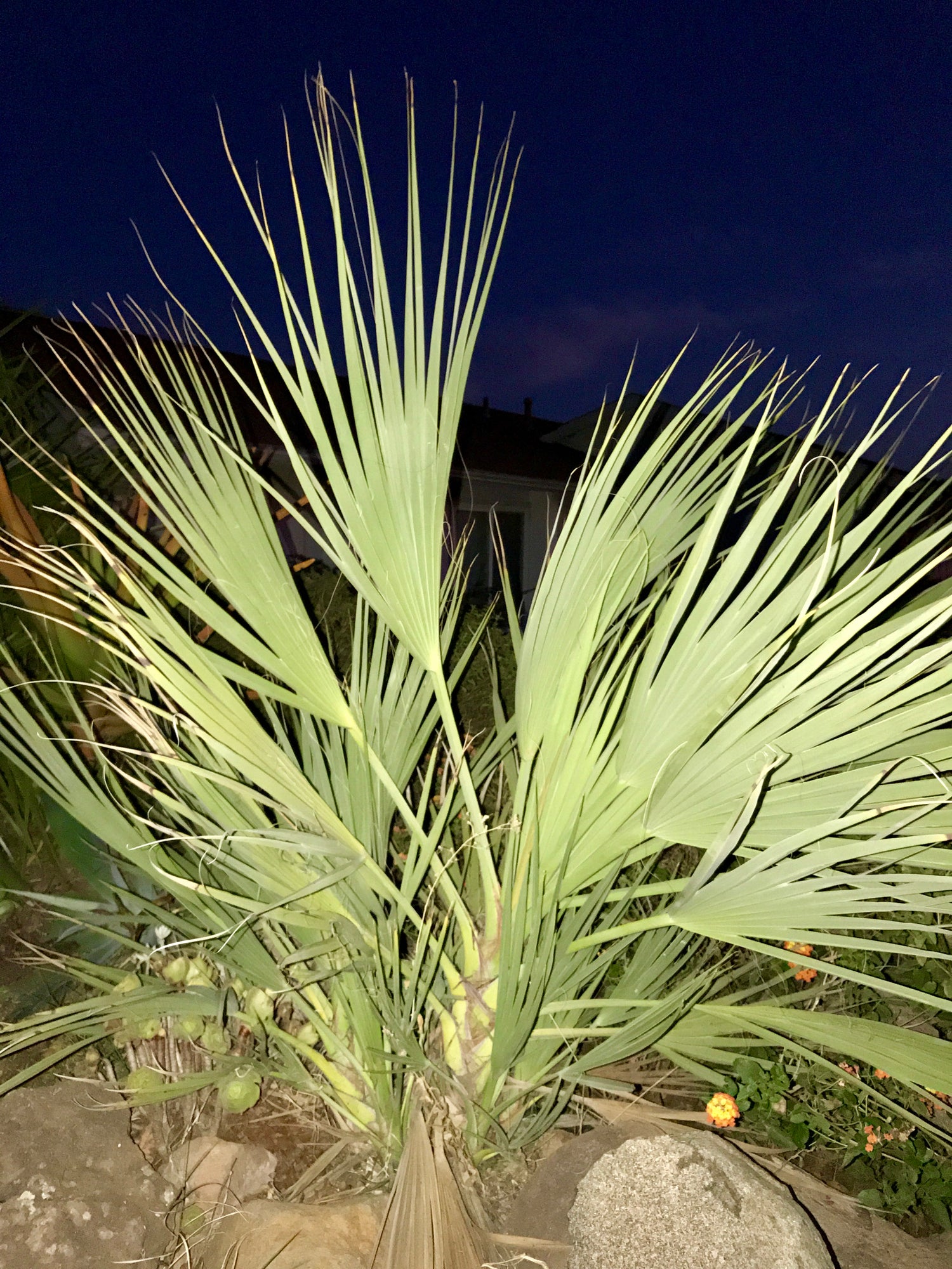 Mazari palm seeds non GMO palm seeds