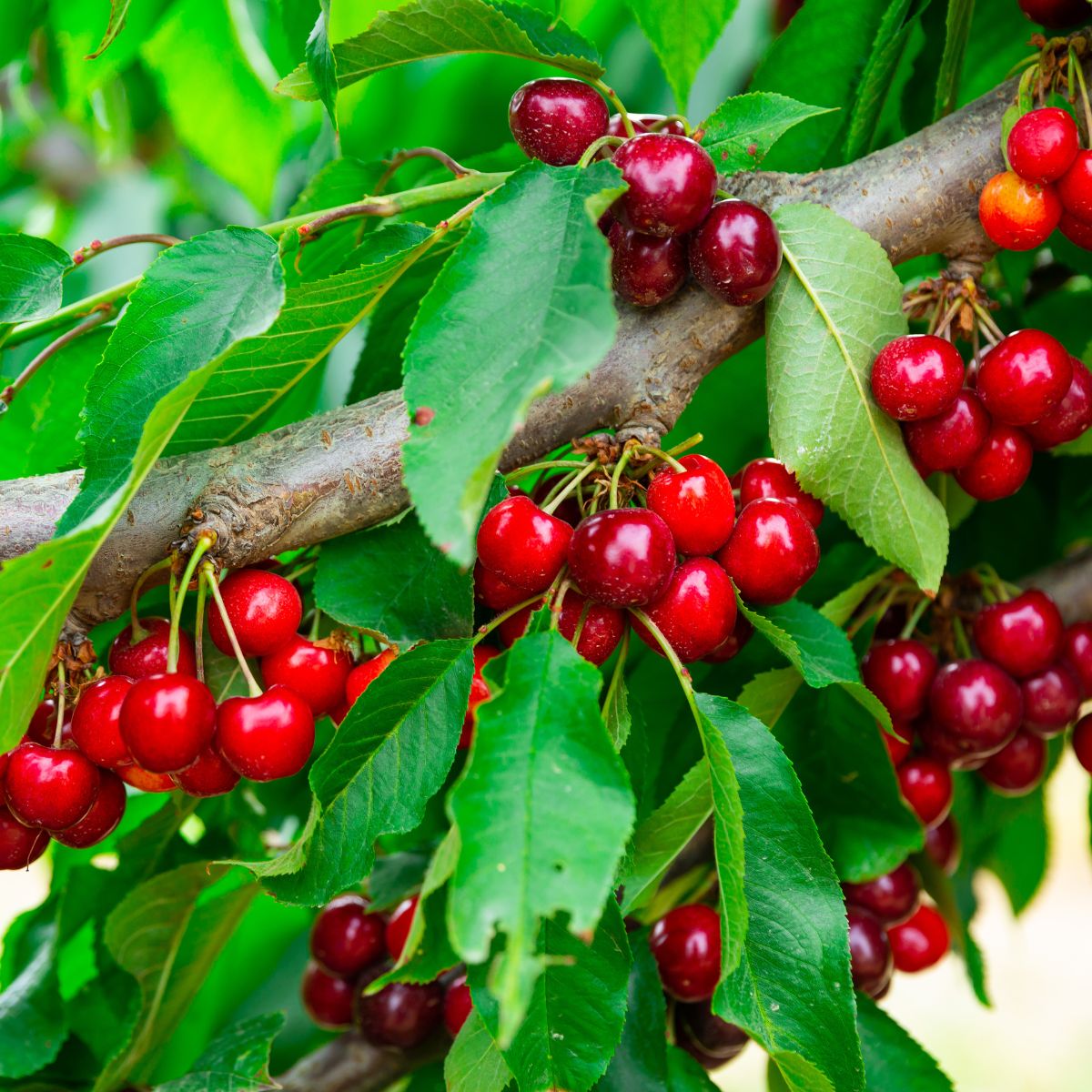 Mazzard Cherry Seeds Non GMO for backyard gardening