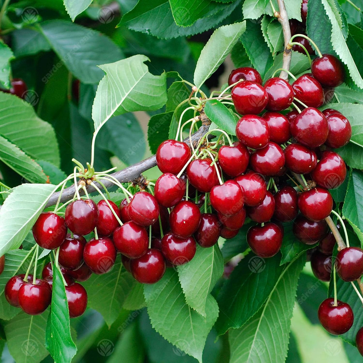 Mazzard Cherry Rootstock Seeds for strong tree growth