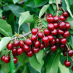 Mazzard Cherry Rootstock Seeds for strong tree growth