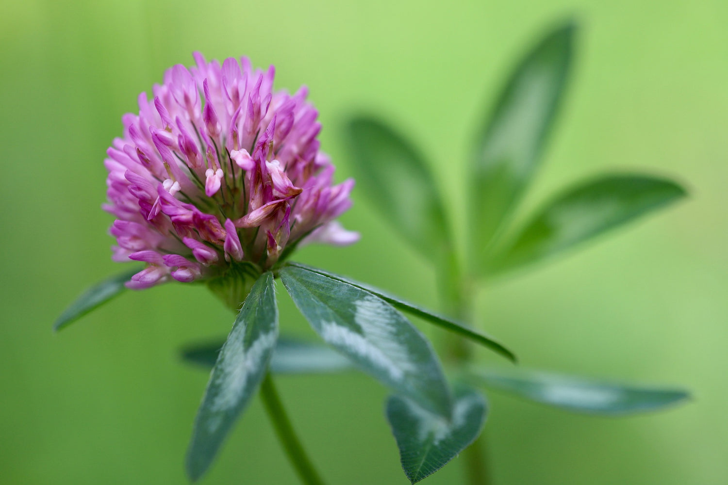 Perennial Red Clover Seeds