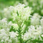 Meadowsweet Plant Seeds for Planting - 100 Pcs pcs - Dharaseeds