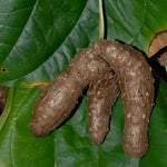 Water Yam Dioscorea alata for planting in vegetable garden