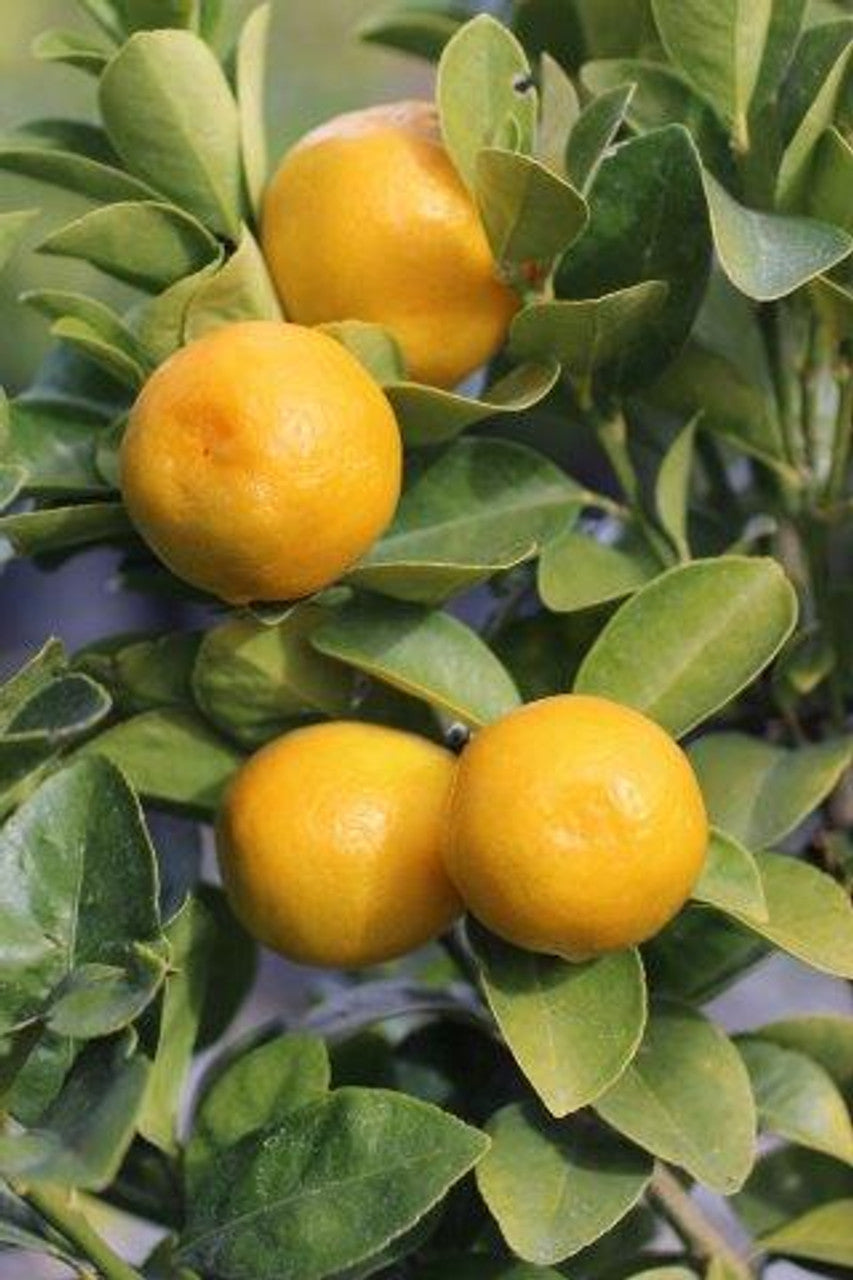 Fukushu Kumquat (Fortunella japonica)