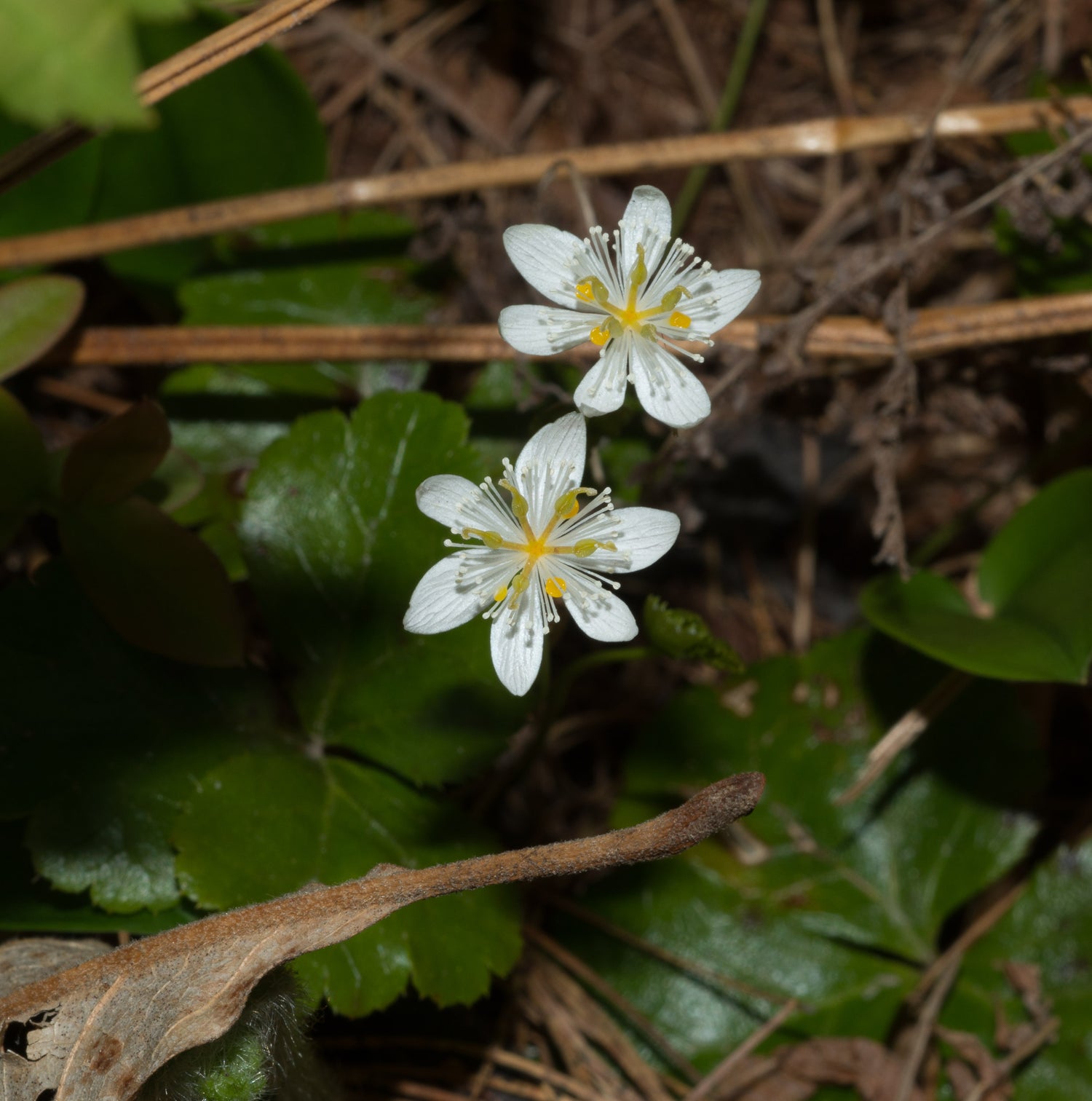 Medicinal Goldthread herb seeds suitable for home garden planting