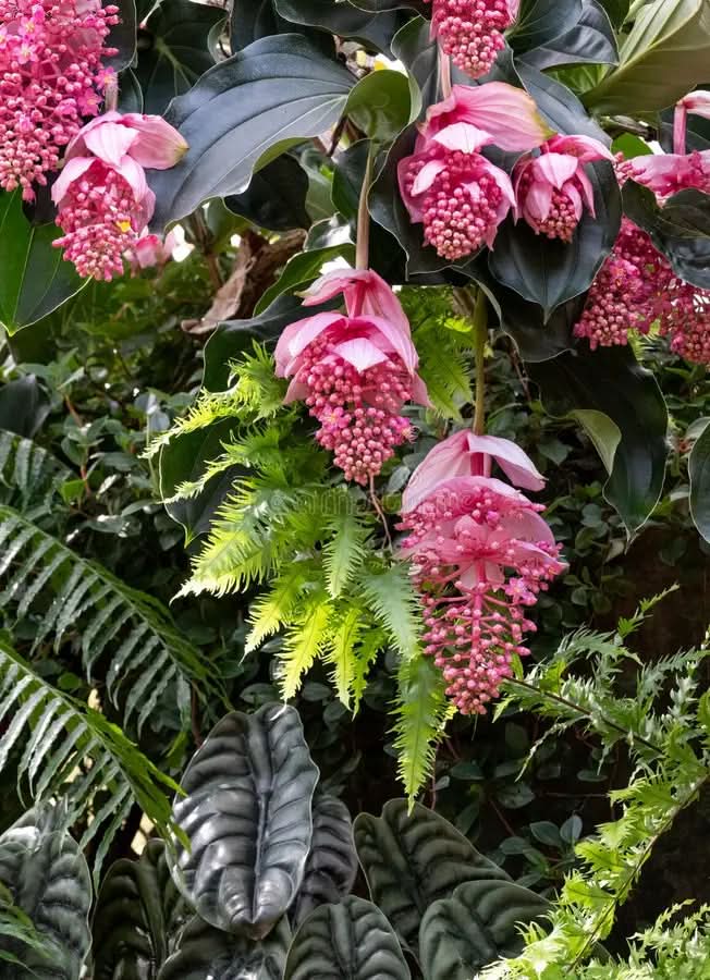 Chandelier Plant Seeds for Planting – Unique Succulent Garden Seeds
