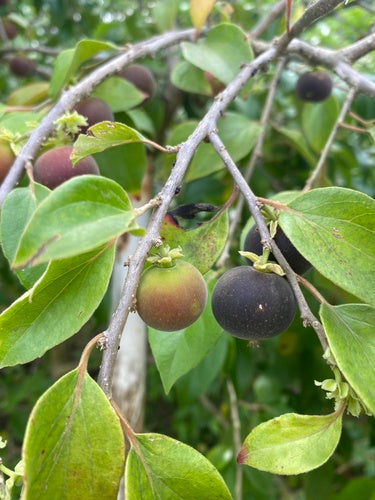 Ceylon Gooseberry (Phyllanthus acidus)