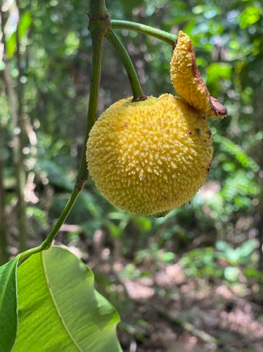 Charichuelo (Passiflora charichuela)