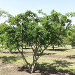 Medlar perennial seeds hardy ornamental plant for temperate zones