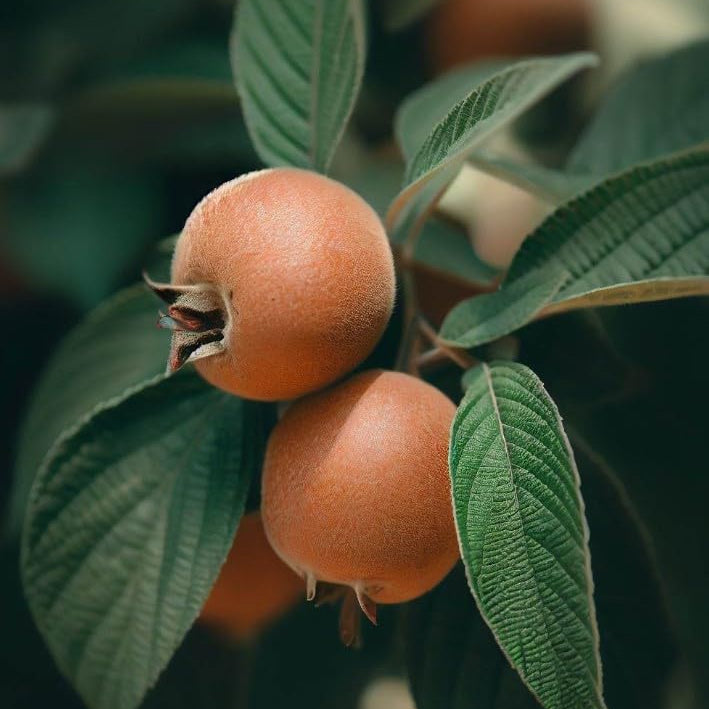 Medlar seeds Showy Mespilus ornamental plant seeds for outdoor gardening